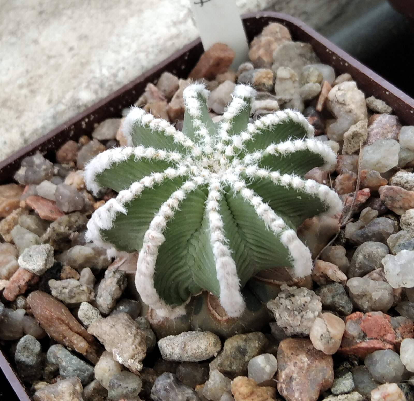 Aztekium hintonii RS515a -cube-7cm-прихована підщепа-