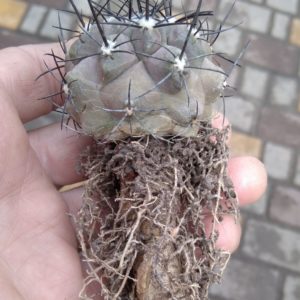 Copiapoa marginata v. bridgesii f. longispina - біля 5см у діам. -потужна ріпа- своє коріння-