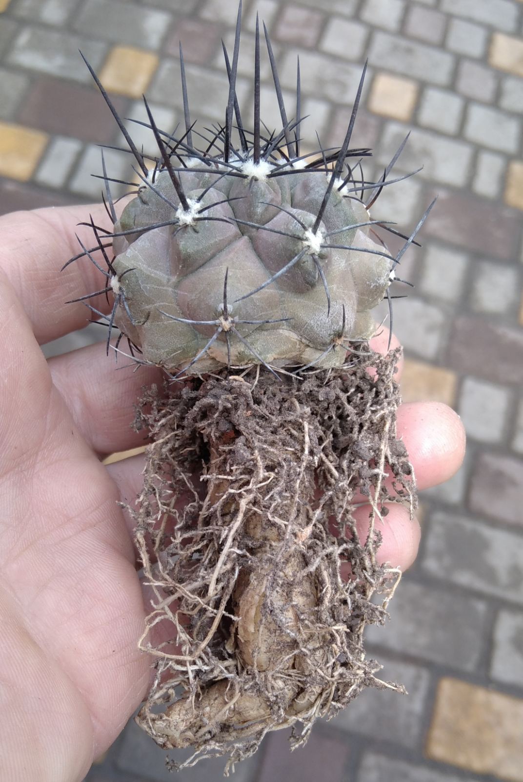 Copiapoa marginata v. bridgesii f. longispina - біля 5см у діам. -потужна ріпа- своє коріння-