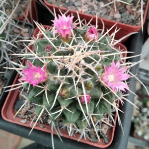 Mammillaria compresa -cube-7cm-