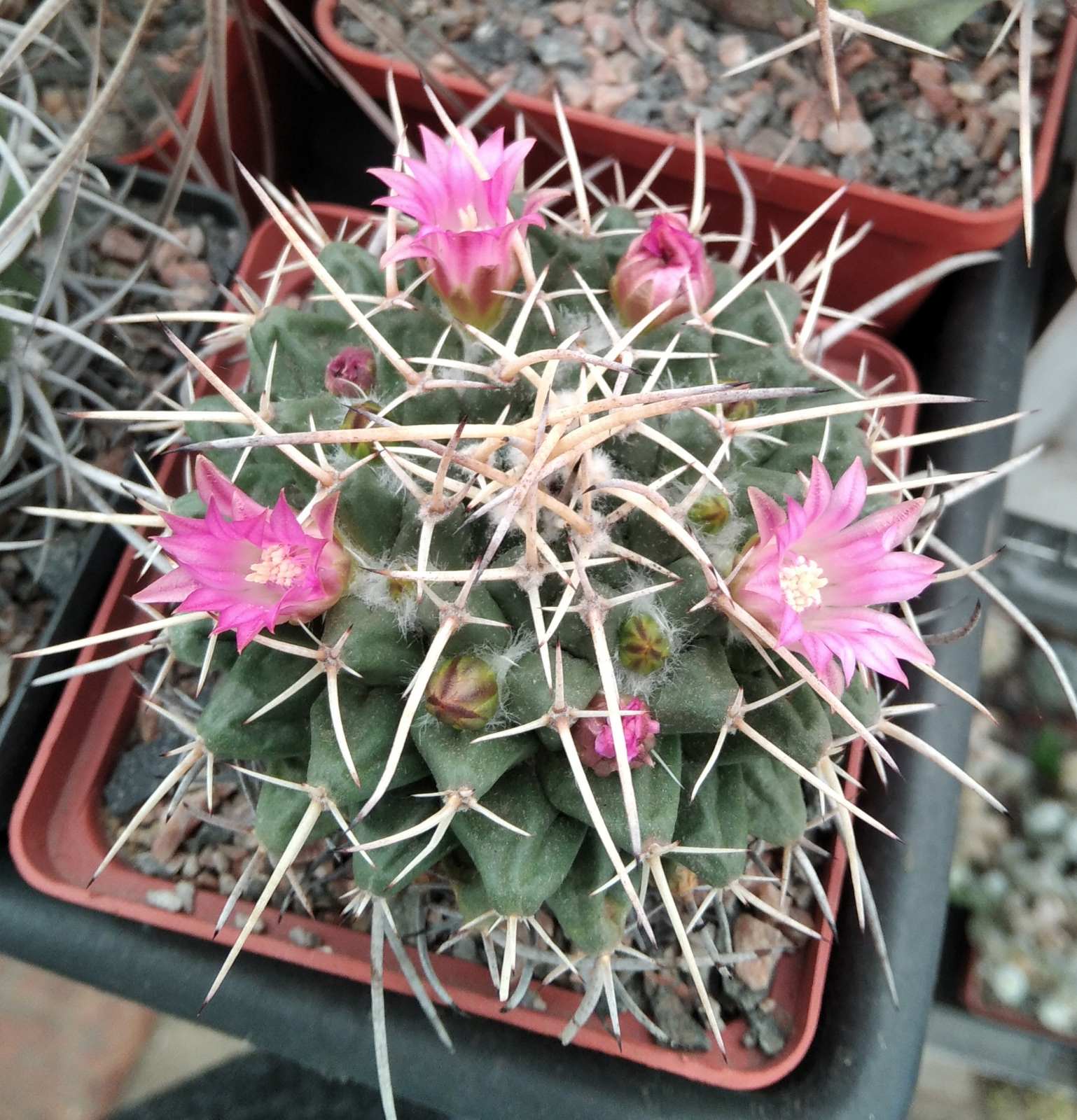 Mammillaria compresa -cube-7cm-