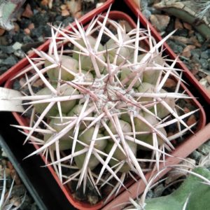 Discocactus catingicola -cube-7cm-