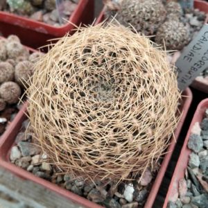 Sulcorebutia candiae -cube-7cm- 15років-