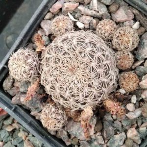 Sulcorebutia breviflora L314 -cube-7cm-
