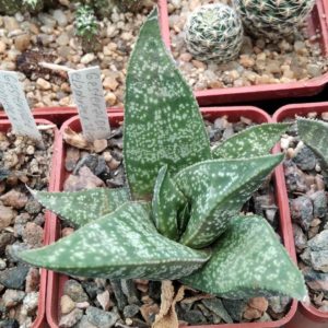 Gastroaloe elaphiae x sladeniana -cube-6cm-мініатюра -сіянець!-