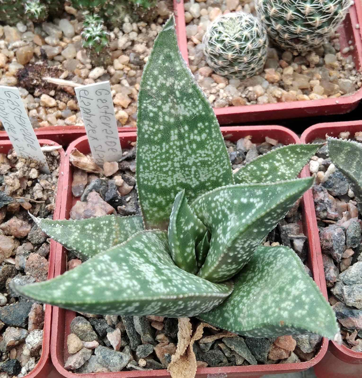 Gastroaloe elaphiae x sladeniana -cube-6cm-мініатюра -сіянець!-