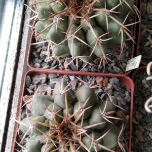 Discocactus nigrisaetosus HU448 -cube-8cm-прихована підщепа-