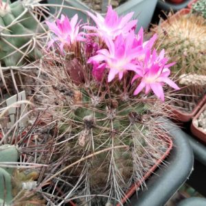 Neoporteria castaneoides -MG- cube-7cm-