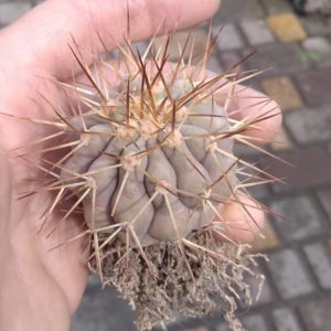 Copiapoa haseltoniana -Backeberg- біля 5см-своє коріння-