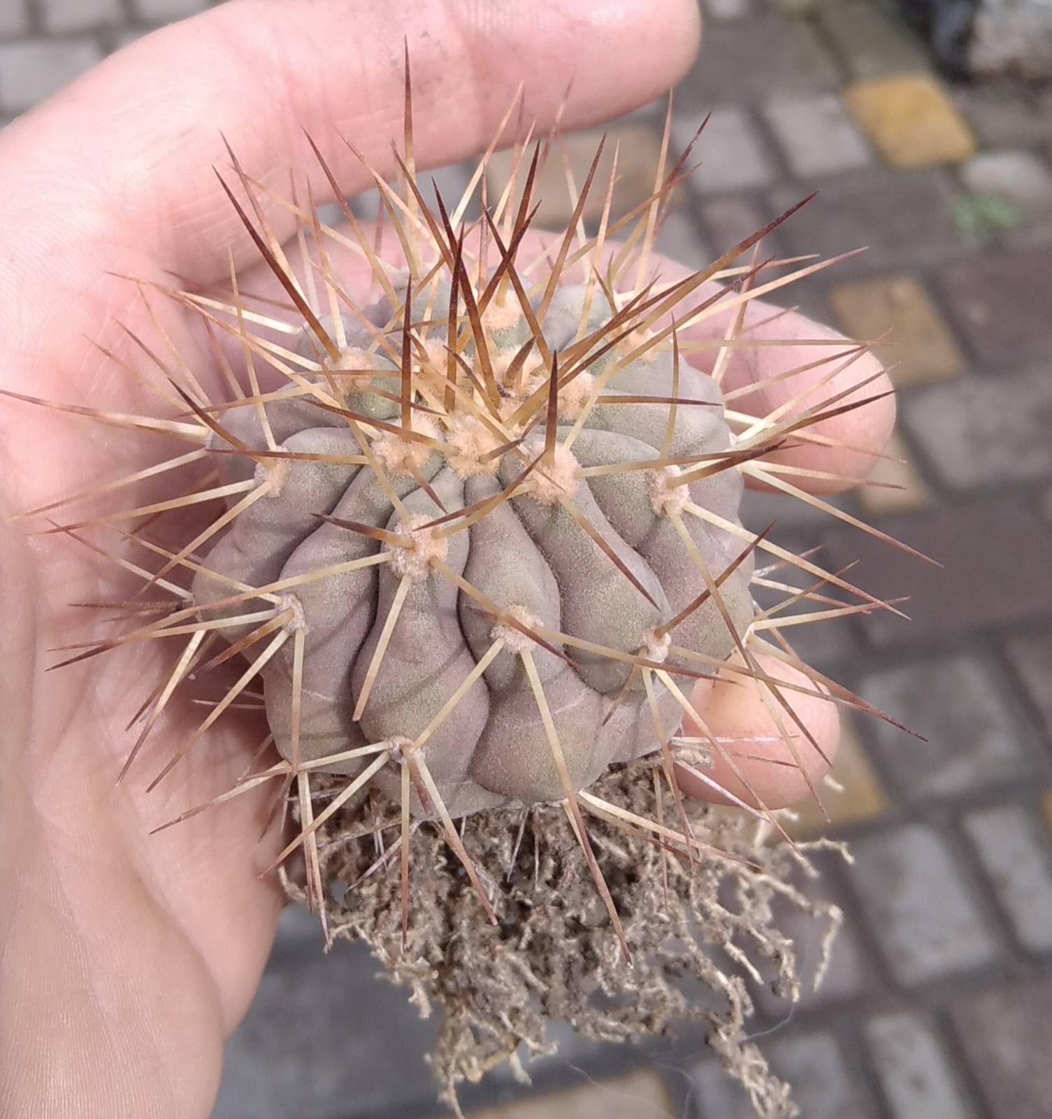 Copiapoa haseltoniana -Backeberg- біля 5см-своє коріння-