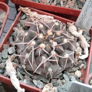Gymnocalycium  intertexum P379a - cube-6cm- small form-