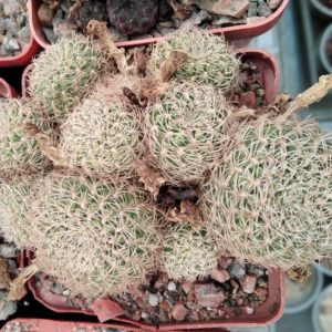 Sulcorebutia  spec. HS1842 -cube- 7cm-
