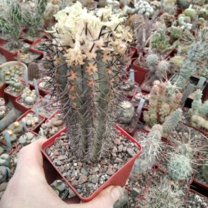 Copiapoa lembckei v. magnifica KK1393 -Mesa Garden -сube-8cm- багаторічна прихована підщепа-