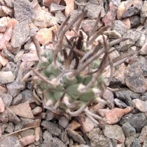 Turbinicarpus schmidikeanus TGG1001 -супермініатюра!