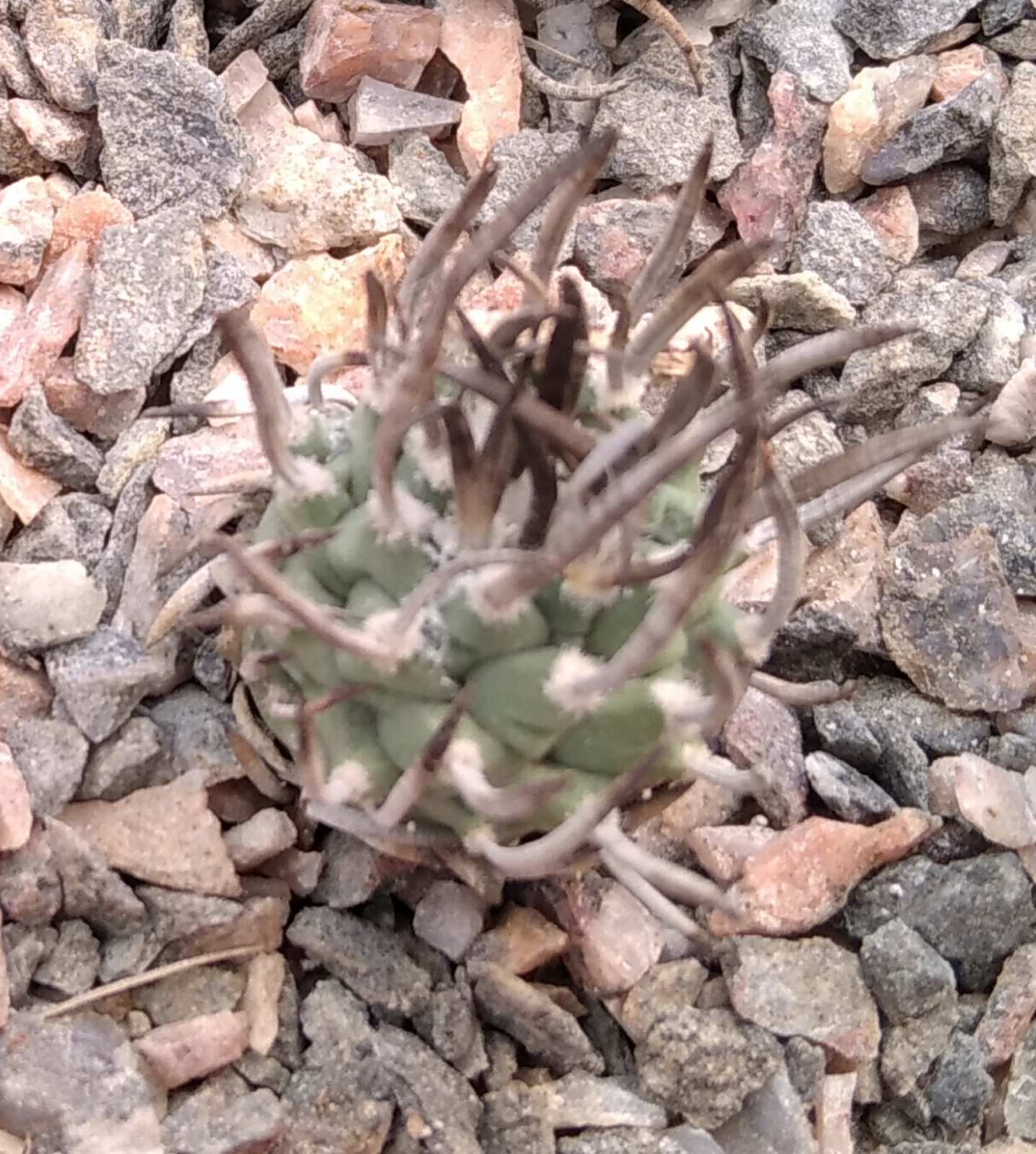 Turbinicarpus schmidikeanus TGG1001 -супермініатюра!