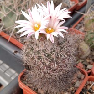 Gymnocactus saueri v, nelisae -P. Pavlichek- cube-5cm- рідкість-