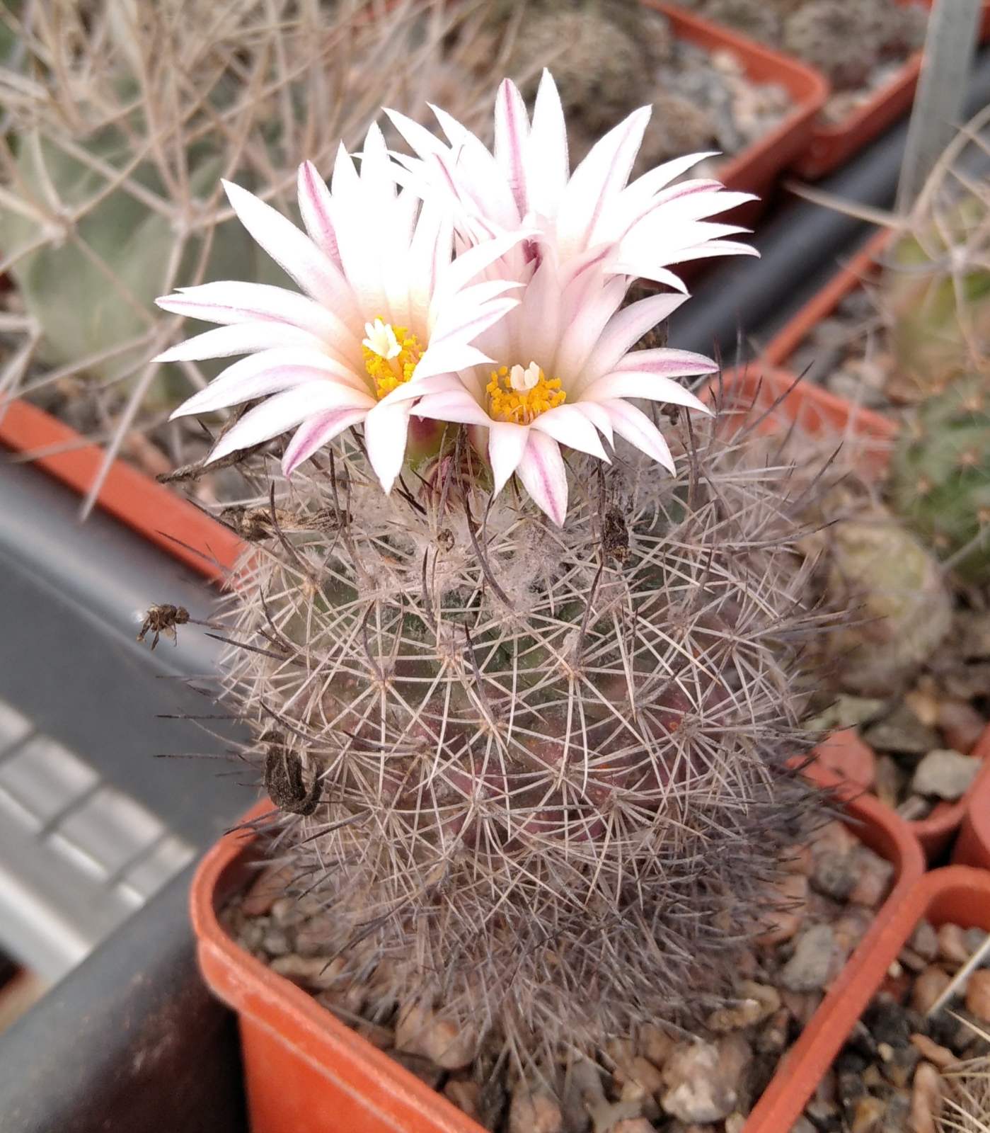Gymnocactus saueri v, nelisae -P. Pavlichek- cube-5cm- рідкість-