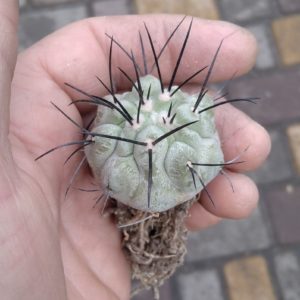 Copiapoa dealbata v. carrizalensis -4+cm- своє коріння-