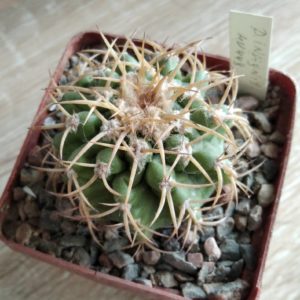 Discocactus insignis HU347  -cube-7cm- щеплений-