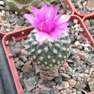 Encephalocarpus strobiliformis - сube-6cm- мініпідщепа-