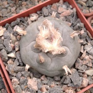 Lophophora williamsii -San Vinsent-cube-7cm-