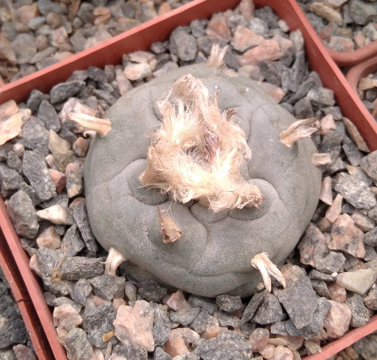 Lophophora williamsii -San Vinsent-cube-7cm-