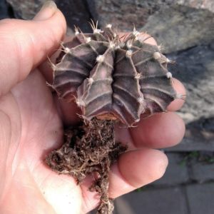 Gymnocalycium friedrichii -5-6cm- біля 10 років-
