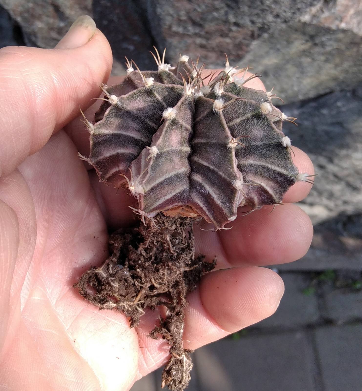 Gymnocalycium friedrichii -5-6cm- біля 10 років-