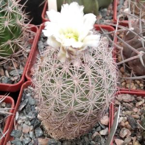 Echinomastus  dasiacanthus SB48 -cube-7cm-своє коріння-