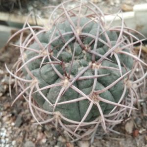 Gymnocalycium  carminanthum STO366 -біля 6см-