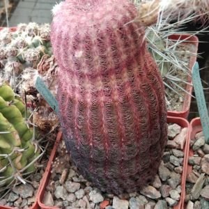 Echinocereus rigidisimus v. rubrispinus L066 -cube-7cm- колекційна рослина 15+ років -