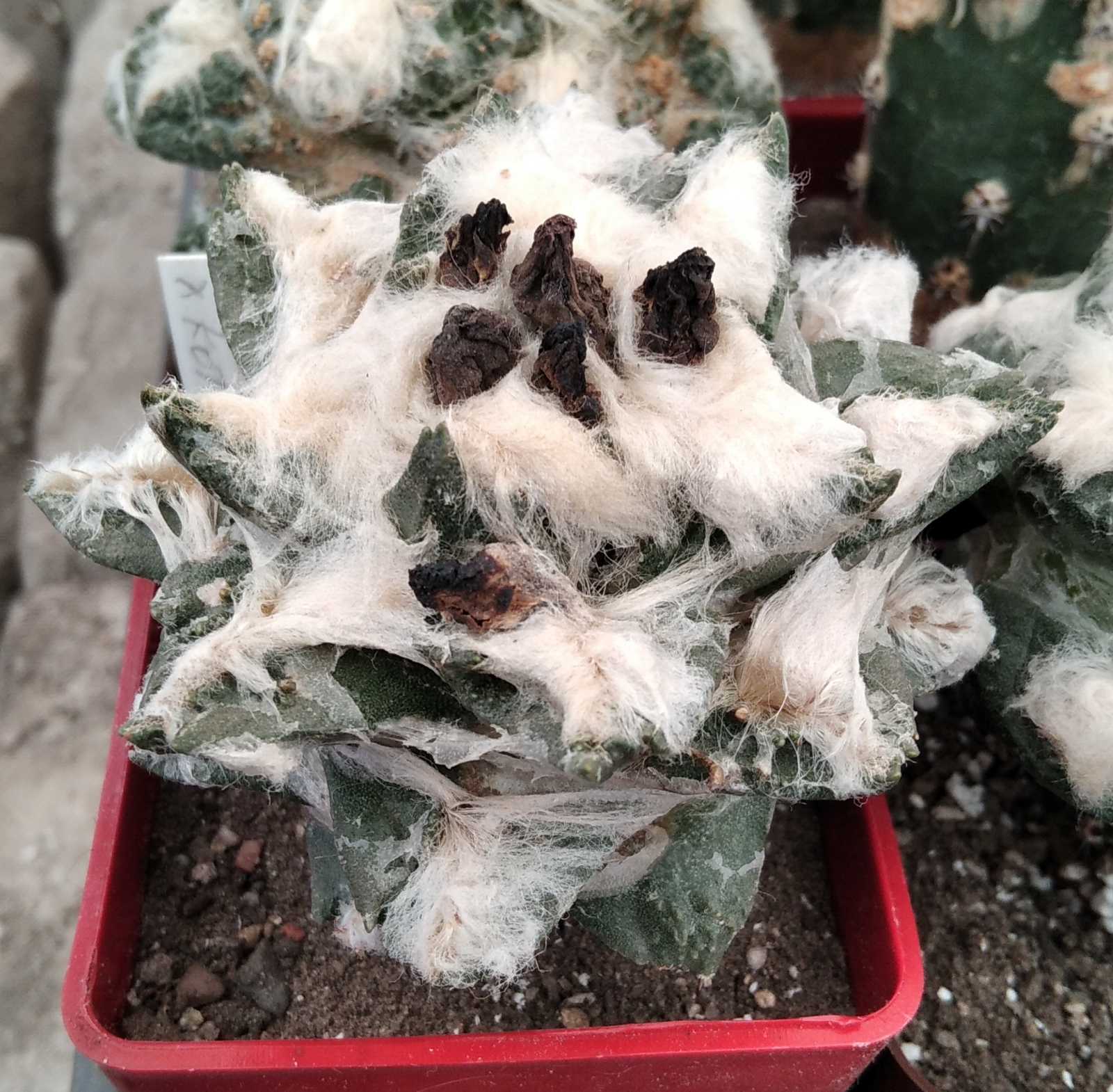 Ariocarpus hybr. hintonii x kotschoubeyanus -cube-7cm-
