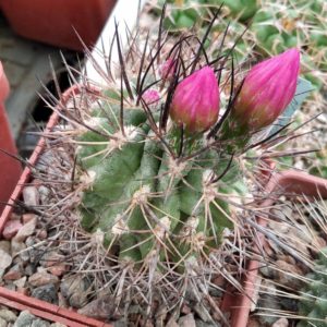 Neoporteria nigrihorrida v. nigra KK26 -MG- cube-7cm-