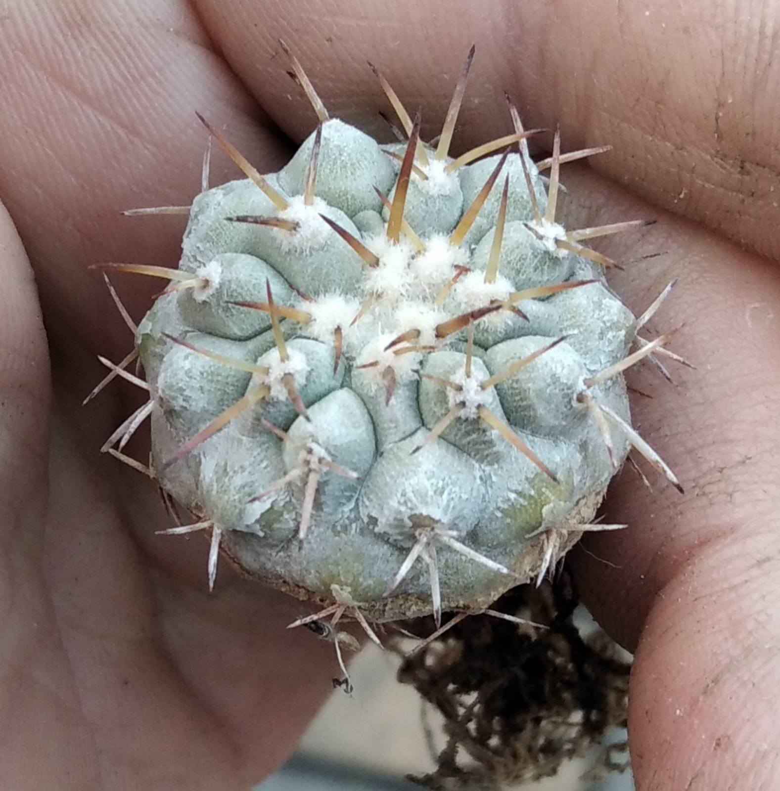 Copiapoa columna-alba JN1297 -3cm- своє коріння-