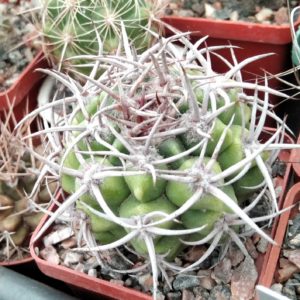 Gymnocalycium mostii -super spined form-cube-6cm-