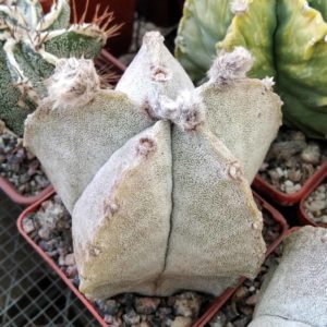 Astrophytum coahuilense SB1474 -cube-7cm-
