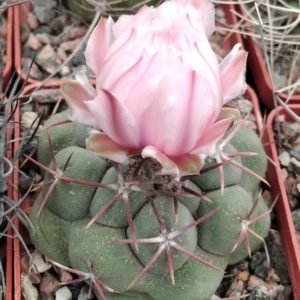 Thelocactus hexaedrophorus -cube-6cm-