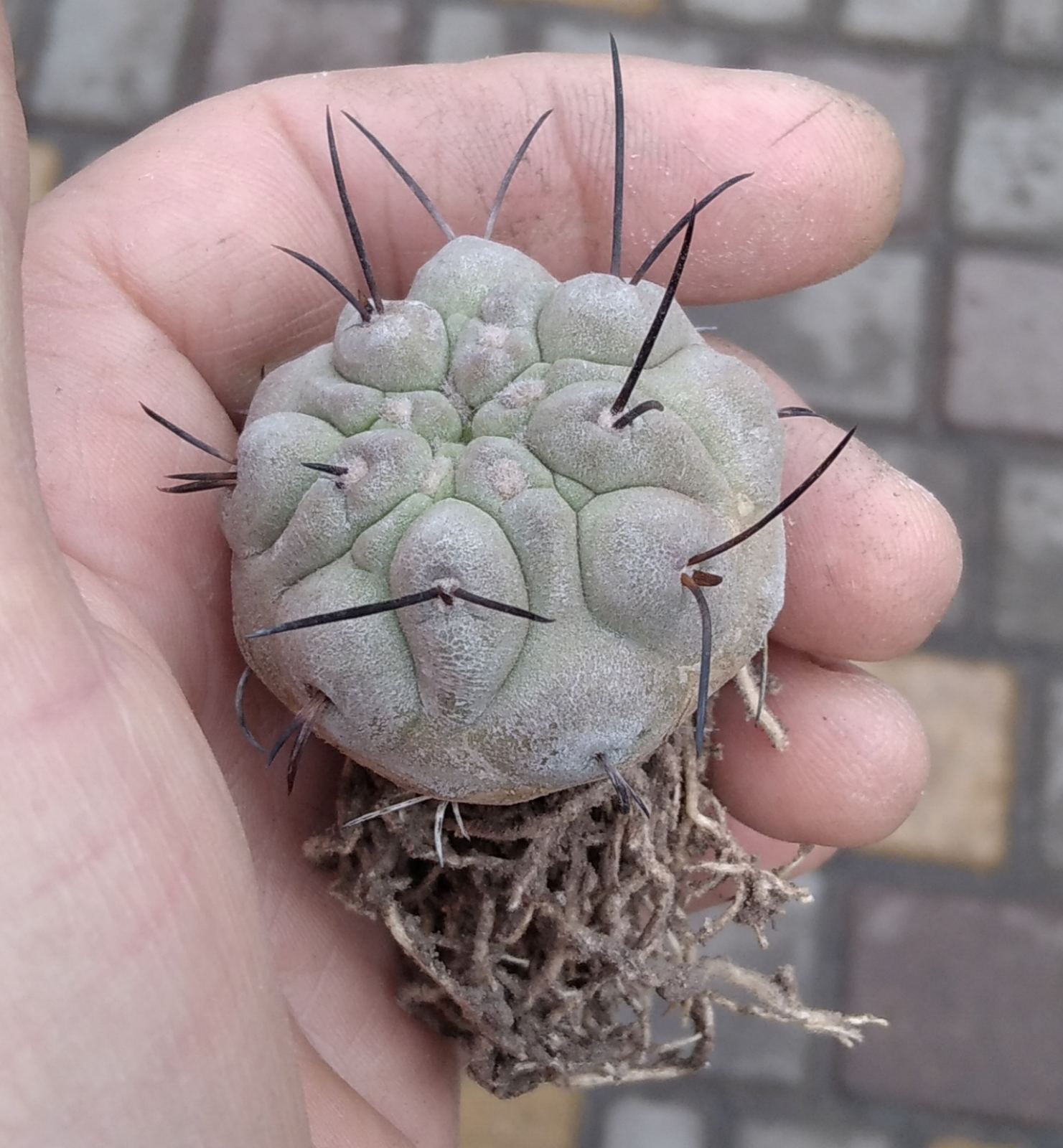 Copiapoa dealbata v. carrizalensis -4.5cm- своє коріння-