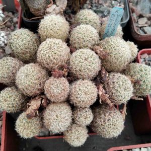 Sulcorebutia albissima -cube-7cm-