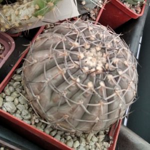 Gymnocalycium bodenbenderianum -cube-8cm- nice form-