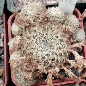 Sulcorebutia  albida -Pavlichek- cube-5cm-