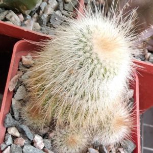 Eriocactus leninghausii f. albispinus -cube-7cm-