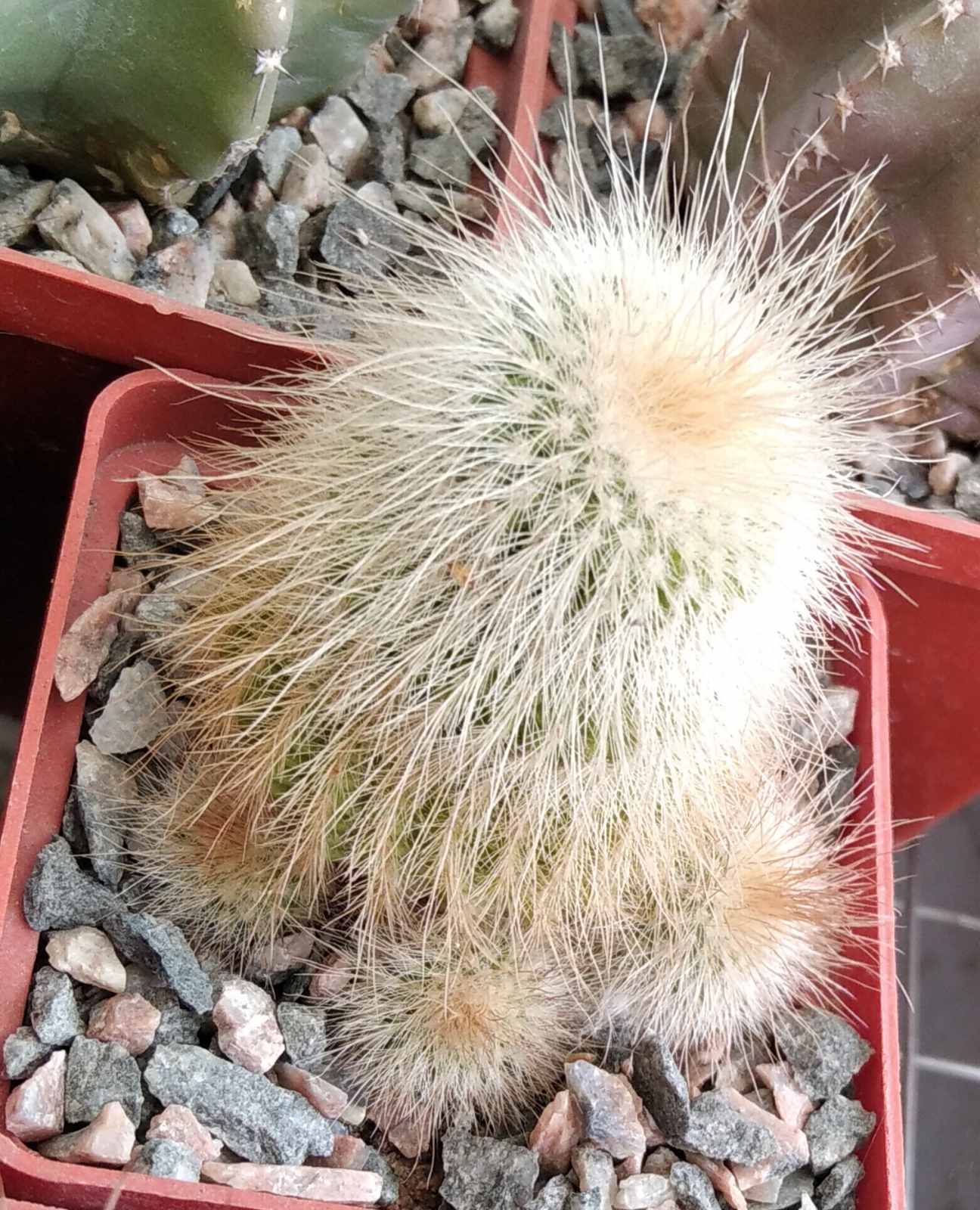 Eriocactus leninghausii f. albispinus -cube-7cm-