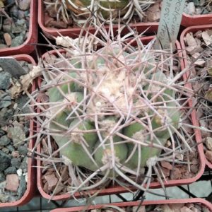 Gymnocalycium castelanosii P80a -cube-6cm-
