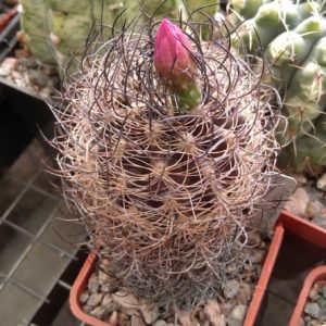 Neoporteria nidus f. senilis -MG-cube-5cm- rare-