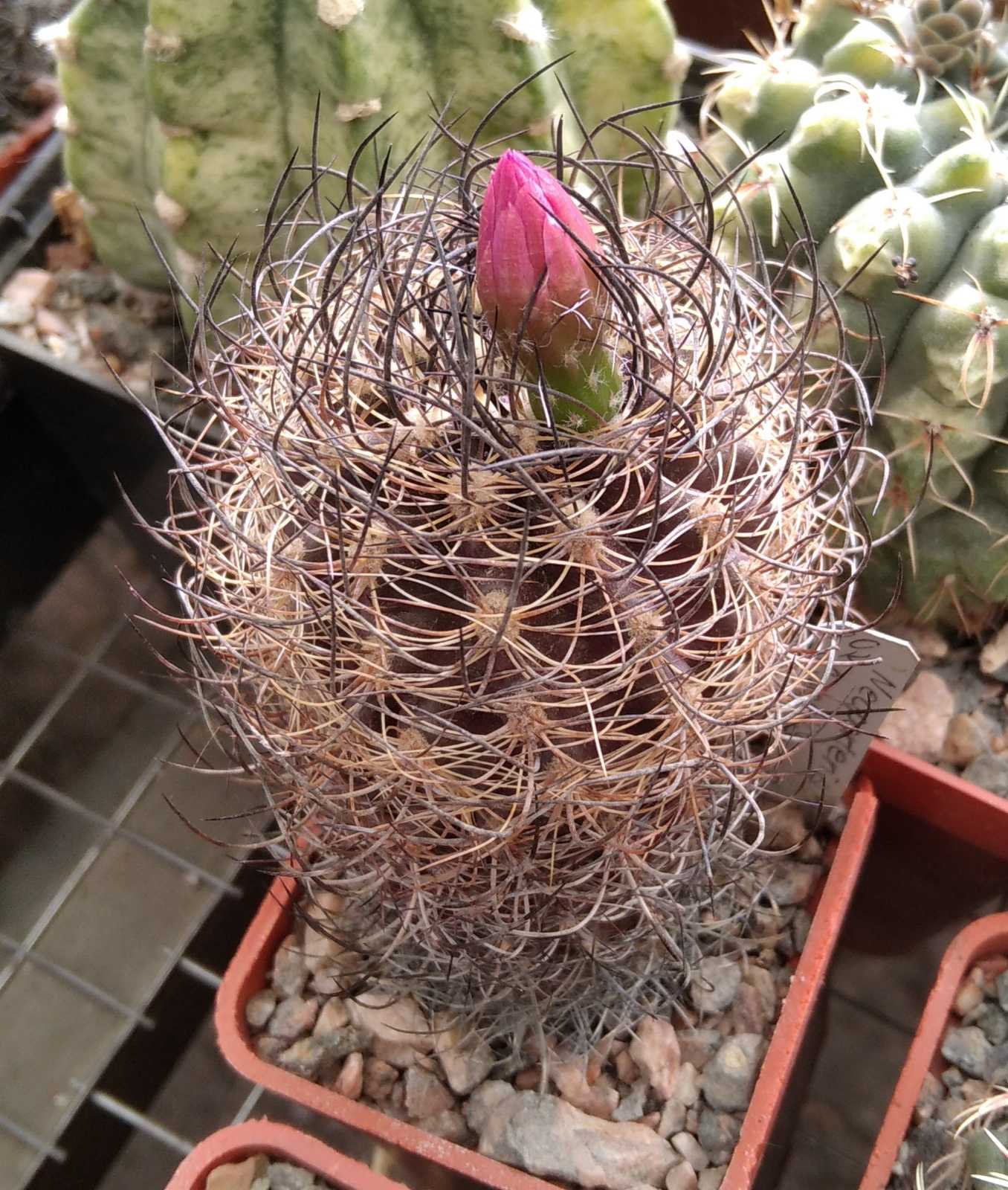 Neoporteria nidus f. senilis -MG-cube-5cm- rare-