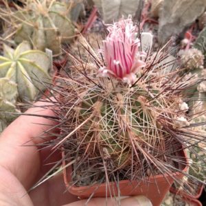 Thelocactus lausseri -MG- cube-6cm-