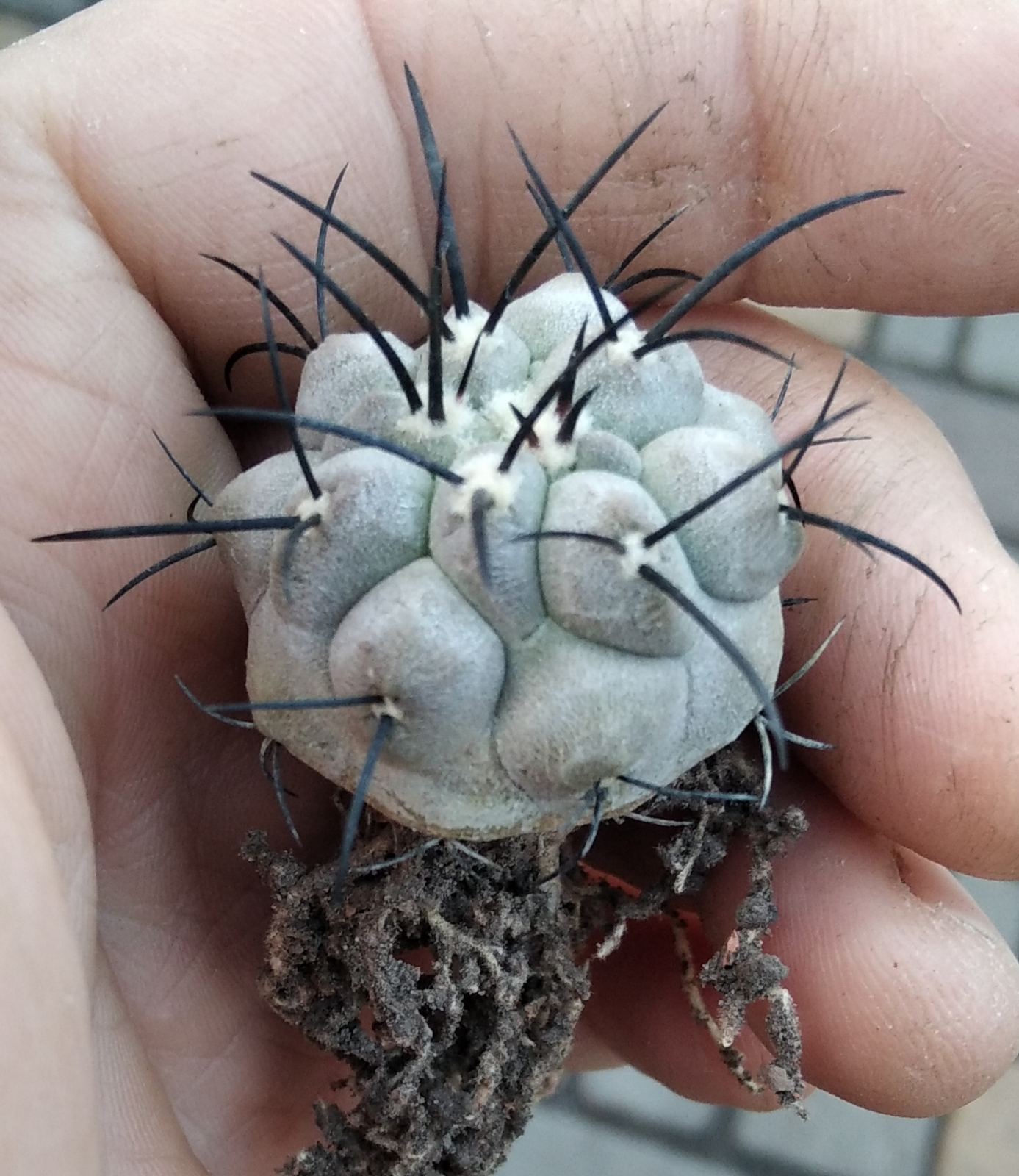 Copiapoa dealbata v. carrizalensis -своє коріння- 3+cm-рідкість-