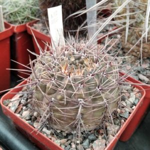 Gymnocalycium schatzlianum -cube-7cm-(квіти жовтуватого кольору)