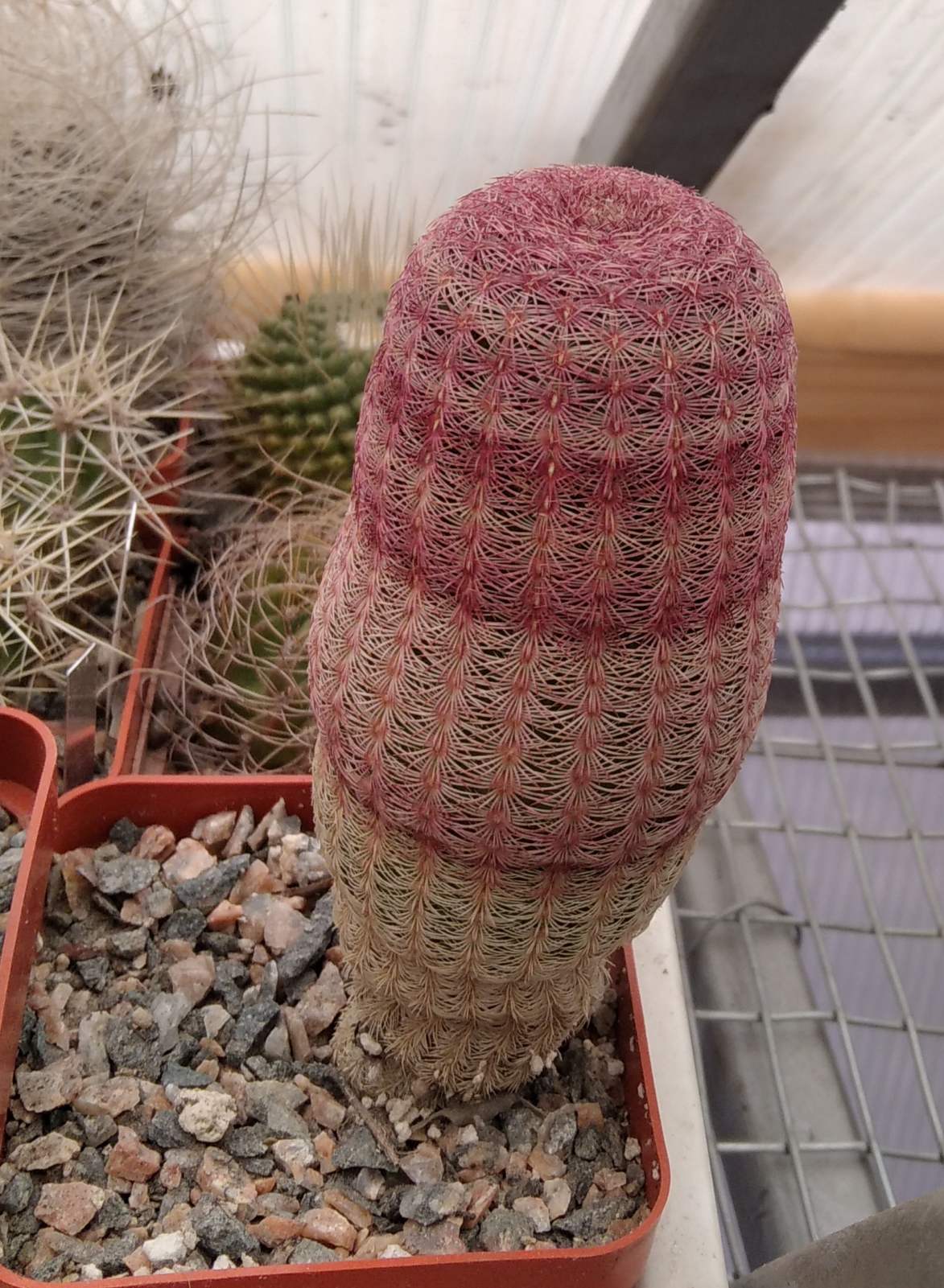 Echinocereus rigidisimus v. rubrispinus L066 -cube-7cm- колекційна рослина 10+років -